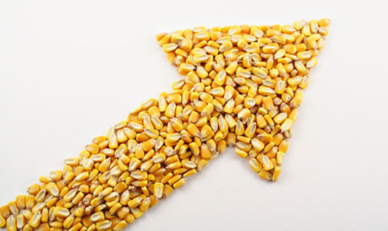Corn Arrow